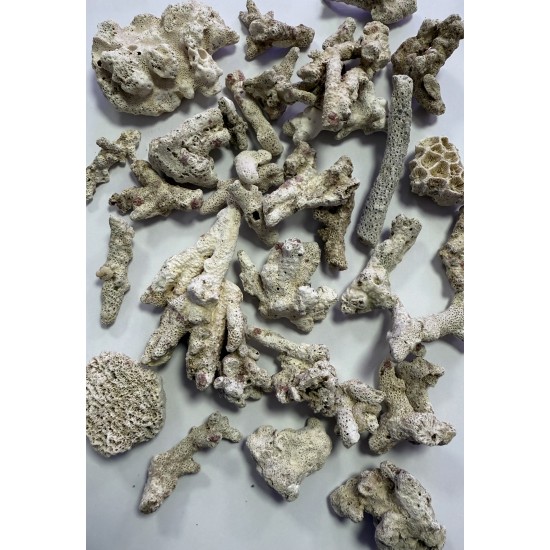 ZeoChem - Coral - Size: 2-6cm - 5 kg - Bio Filter and Ca Reactor Media ZeoChem - Coral - Size: 2-6cm - 5 kg - Bio Filter and Ca Reactor Media