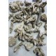 ZeoChem - Coral - Size: 2-6cm - 5 kg - Bio Filter and Ca Reactor Media ZeoChem - Coral - Size: 2-6cm - 5 kg - Bio Filter and Ca Reactor Media