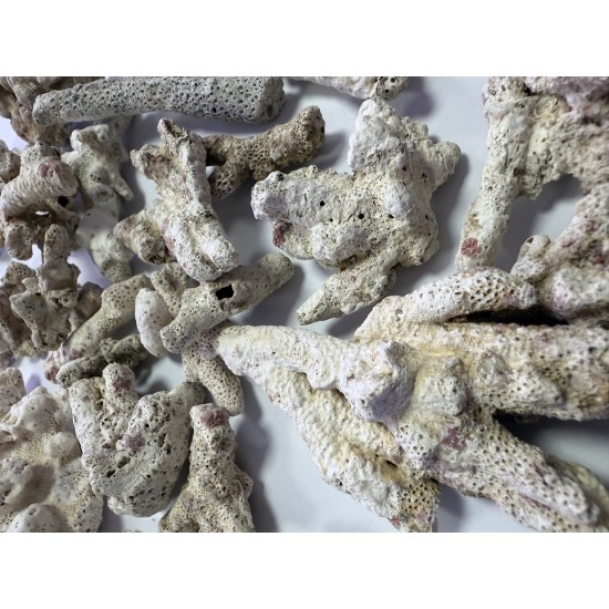 ZeoChem - Coral - Size: 2-6cm - 5 kg - Bio Filter and Ca Reactor Media ZeoChem - Coral - Size: 2-6cm - 5 kg - Bio Filter and Ca Reactor Media