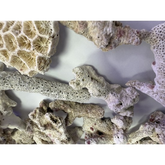 ZeoChem - Coral - Size: 2-6cm - 5 kg - Bio Filter and Ca Reactor Media ZeoChem - Coral - Size: 2-6cm - 5 kg - Bio Filter and Ca Reactor Media