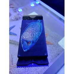 Flipper - Edge Standart - Limited Edition - Tang  2.EL